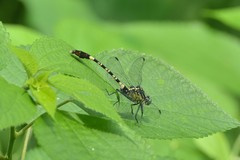 Merogomphus vandykei