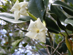Brunfelsia splendida