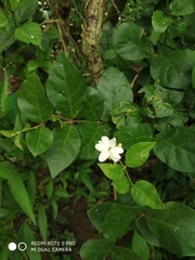 Jasminum sambac