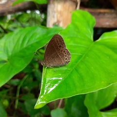 Mycalesis janardana