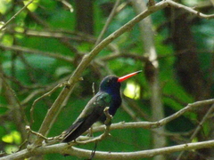 Doubleday's Hummingbird photo 4
