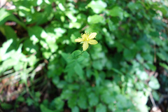 Hypericum montanum