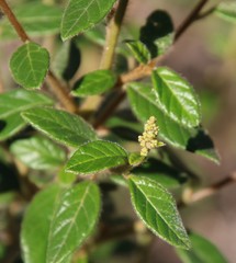 Trymalium odoratissimum