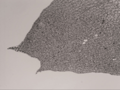 Cryptolophocolea pallida