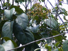 Ocotea robertsoniae