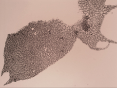 Cryptolophocolea pallida