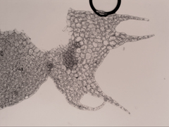 Cryptolophocolea pallida