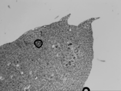 Cryptolophocolea pallida