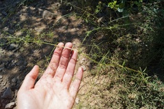 Galium tenuissimum
