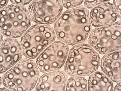 Cryptolophocolea pallida