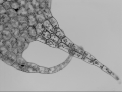 Cryptolophocolea pallida