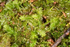 Cryptolophocolea pallida