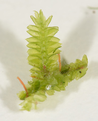 Cryptolophocolea pallida