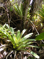 Vriesea platynema