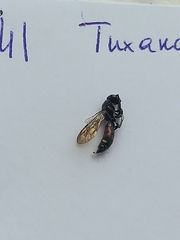 Sapygidae