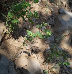 Euphorbia taurinensis