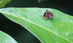 Iambrix salsala salsala