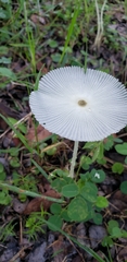 Leucocoprinus fragilissimus image