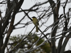 Lichenostomus cratitius