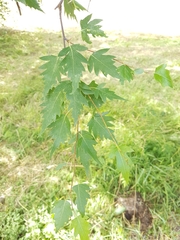 Betula pendula dalecarlica