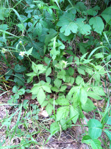 white avens (Geum canadense)