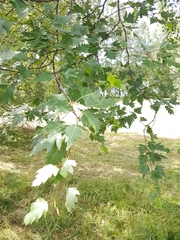 Betula pendula dalecarlica