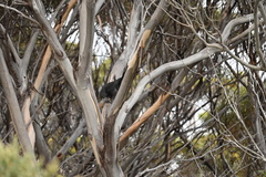 Strepera versicolor intermedia