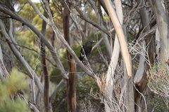 Strepera versicolor intermedia