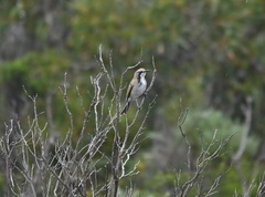 Gliciphila melanops