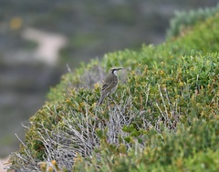 Gliciphila melanops
