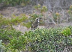 Gliciphila melanops