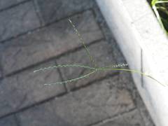 Digitaria heterantha