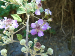 Rubus ulmifolius