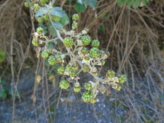 Rubus ulmifolius