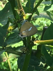 Horaga albimacula triumphalis
