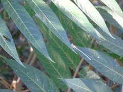 Platycnemis pennipes