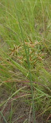 Cyperus sphaerospermus