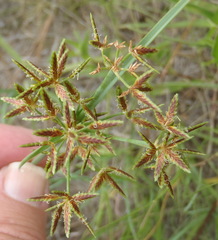 Cyperus sphaerospermus