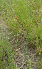 Cyperus sphaerospermus