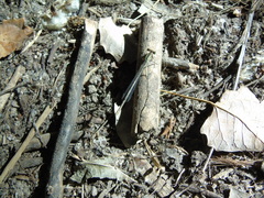 Platycnemis pennipes