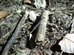 Platycnemis pennipes