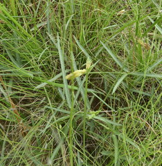 Vigna vexillata angustifolia