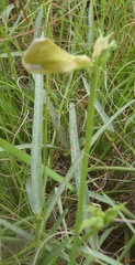 Vigna vexillata angustifolia