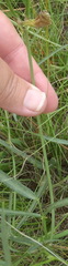 Vigna vexillata angustifolia