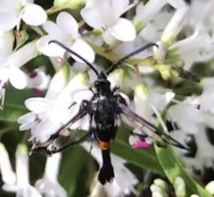 Synanthedon myopaeformis