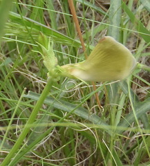 Vigna vexillata angustifolia