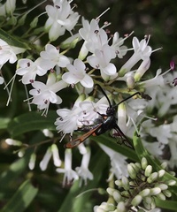 Synanthedon myopaeformis