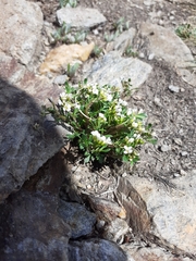 Cardamine resedifolia