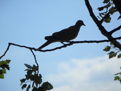 Streptopelia decaocto