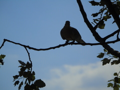 Streptopelia decaocto